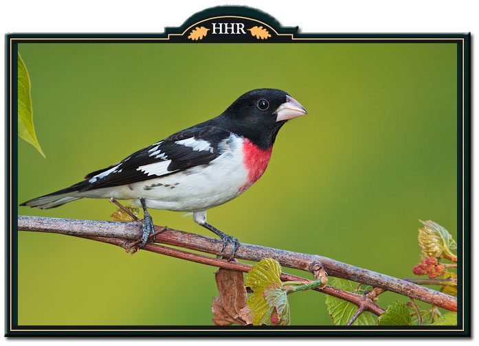 Rose Breasted Grosbeak