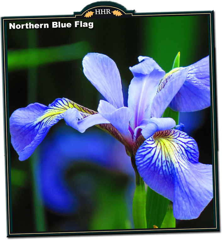 Northern Blue Flag