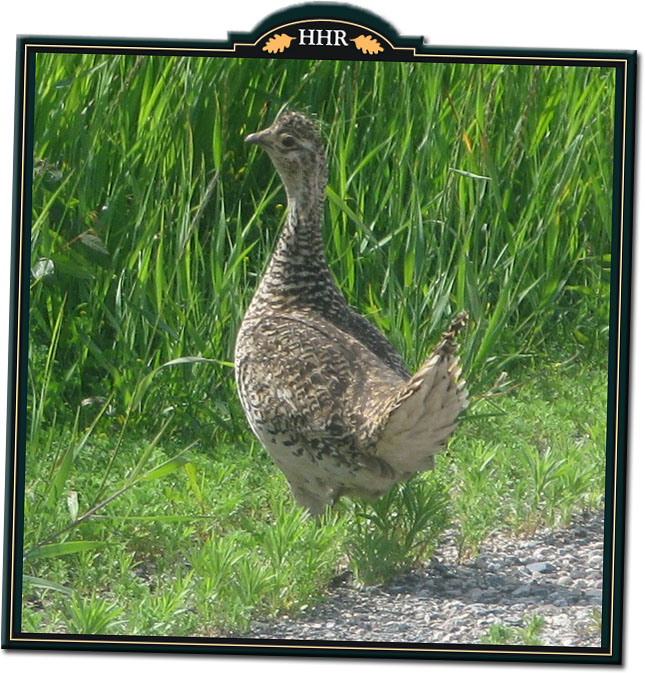 Ruffed Grouse