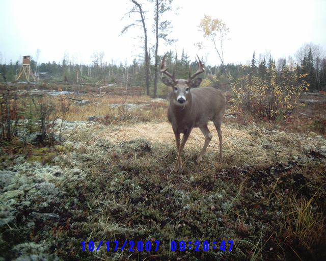 Whitetail Deer can be viewed and photographed from a number of places at and around Harris Hill Resort.: We have some tower stands and grounds huts set up that make it suitable for inclement weather, and also makes it less likely to scare the deer.