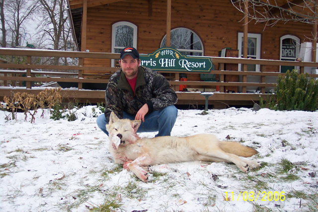 Eric Hunter with his Timber Wolf harvested at Harris Hill Resort.  : Mainly white coloring with the top of the back and tail in "brown", compared to a "Typical" Wolf