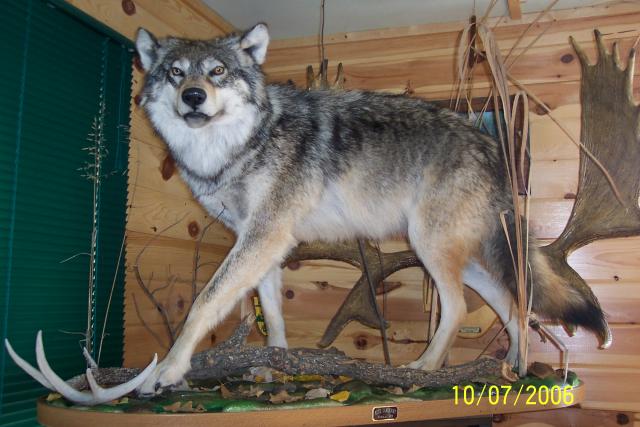 Timber Wolf harvested at Harris Hill Resort: Hunt opportunities starting in fall and winter 2007