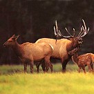 Elk are sometimes seen around this area: Elk were planted here by our Natural Resources Department.