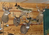 Ontario Lodge, Ontario Deer Hunting, Fishing Trips, Fishing Northern, Walleye Fishing